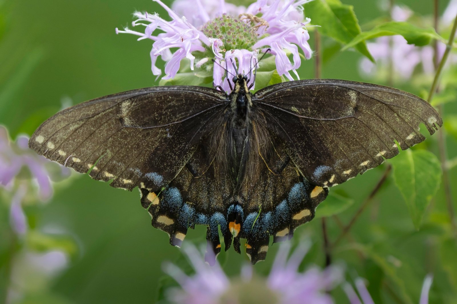 Recent sightings North Jersey Butterfly Sightings