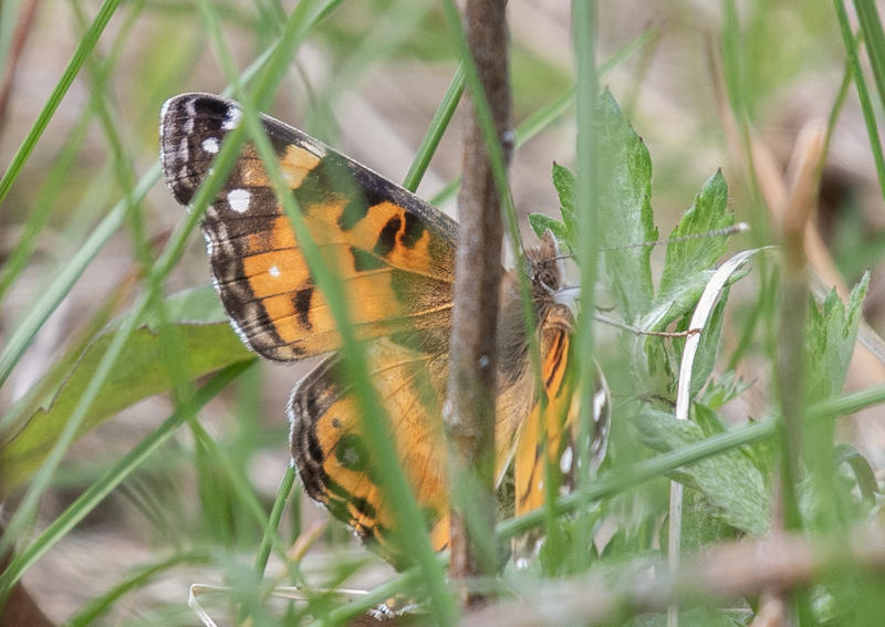 April 2024 | North Jersey Butterfly Sightings