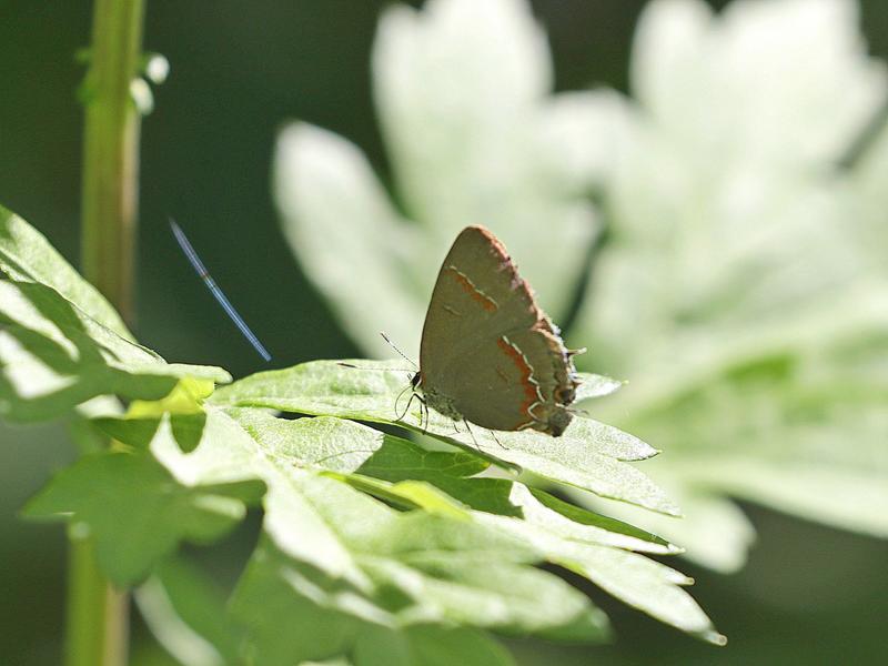 June 2024 | North Jersey Butterfly Sightings