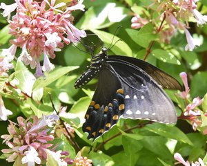 August 2024 | South Jersey Butterfly Sightings