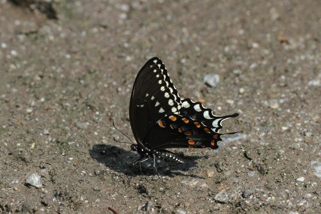 August 2024 | North Jersey Butterfly Sightings