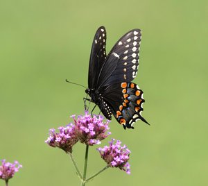 August 2024 | South Jersey Butterfly Sightings