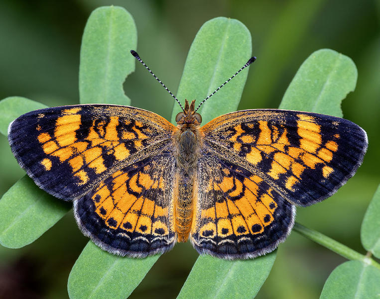 July 2025 | North Jersey Butterfly Sightings