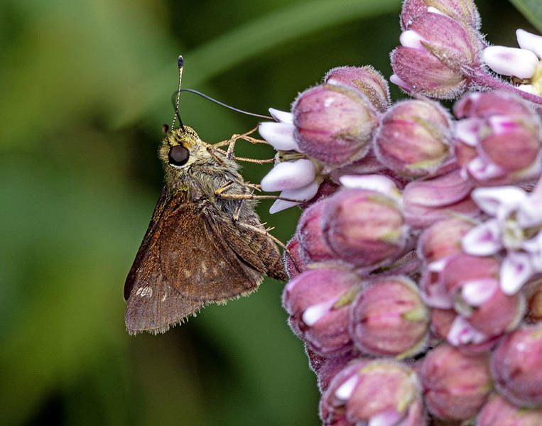 July 2025 | North Jersey Butterfly Sightings