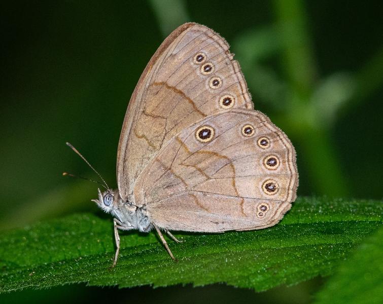 July 2025 | North Jersey Butterfly Sightings